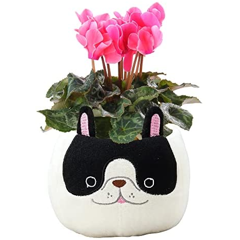 �������� ��������� �ץ쥼��� ���ե� �����ǥ󥷥����� �� ��������ȭ���� (�ե����֥�ɥå�)