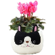 �������� ��������� �ץ쥼��� ���ե� �����ǥ󥷥����� �� ��������ȭ���� (�ե����֥�ɥå�)