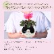 �������� ��������� �ץ쥼��� ���ե� �����ǥ󥷥����� �� ��������ȭ���� (�ե����֥�ɥå�)