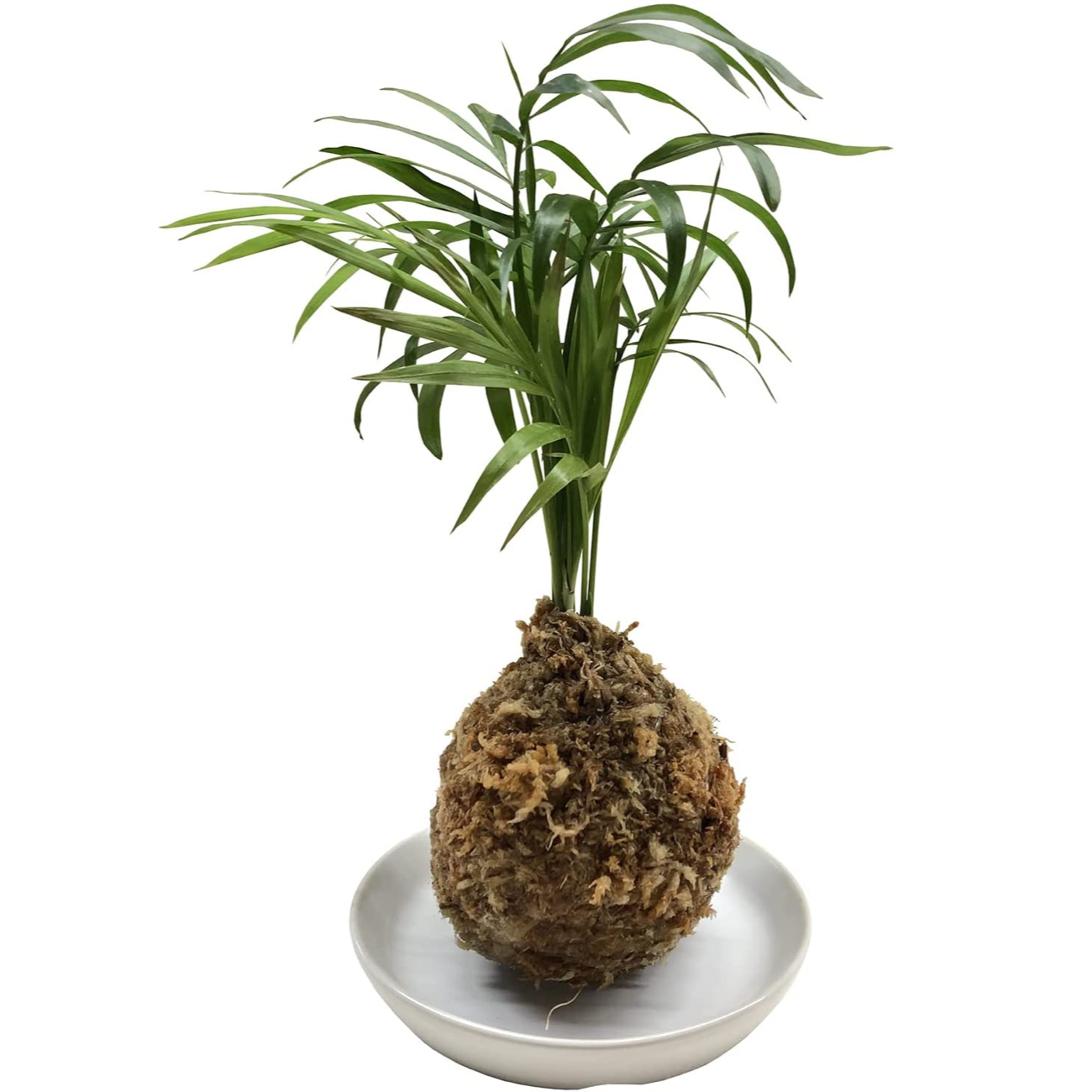 苔玉 ヤシ 苔 観葉植物 プレゼント 誕生日 ギフト グリーン インテリア