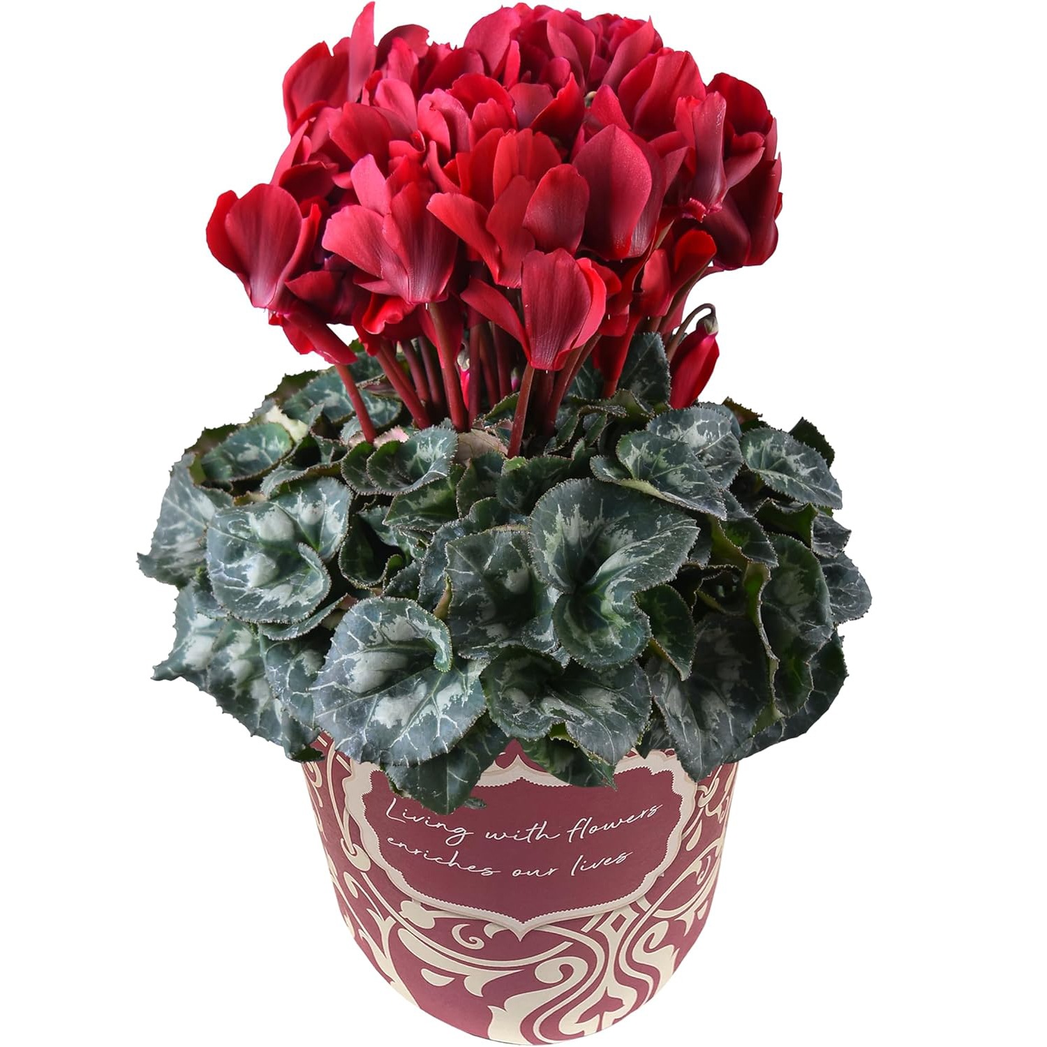 �������� ���ե� �ץ쥼��� �� ȭ���� ȭ�� ������ 5��ȭ �� �ޥ����󥷥祳��
