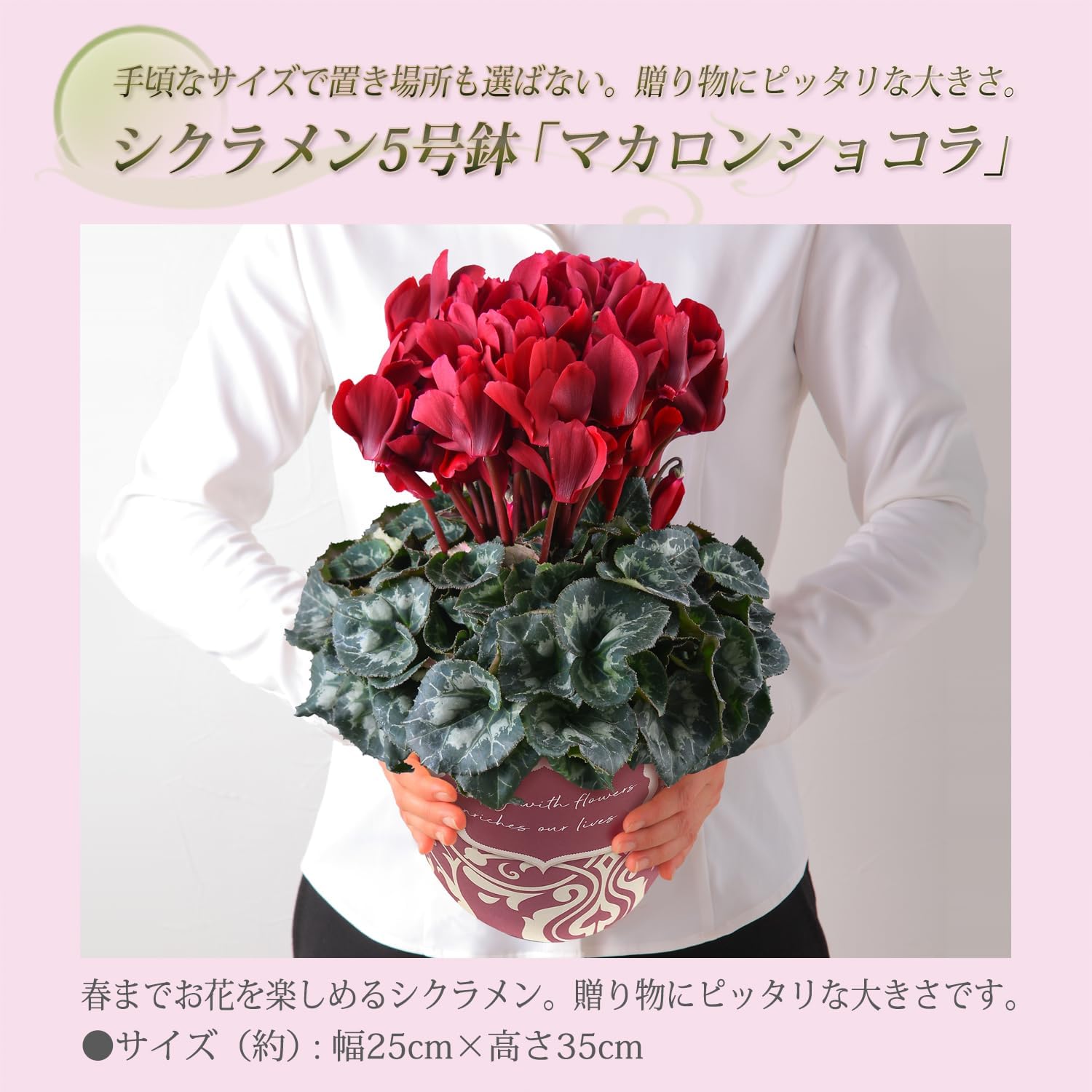 �������� ���ե� �ץ쥼��� �� ȭ���� ȭ�� ������ 5��ȭ �� �ޥ����󥷥祳��