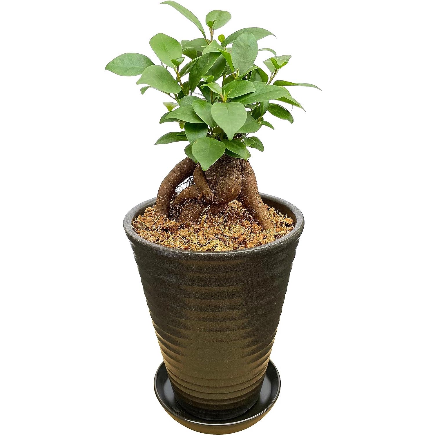 ガジュマル ガジュマルの木 観葉植物 本物 ミニ 鉢植え がじゅまる