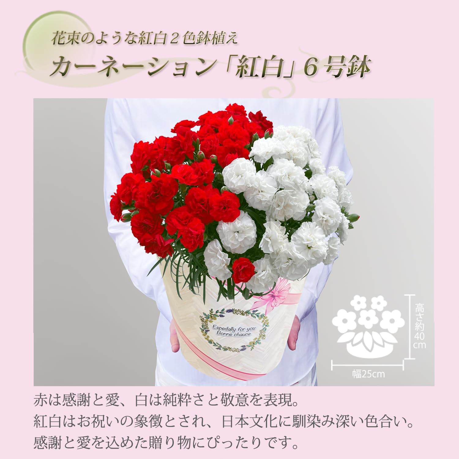 母の日 花 カーネーション 母の日ギフト 鉢植え プレゼント 紅白 6号