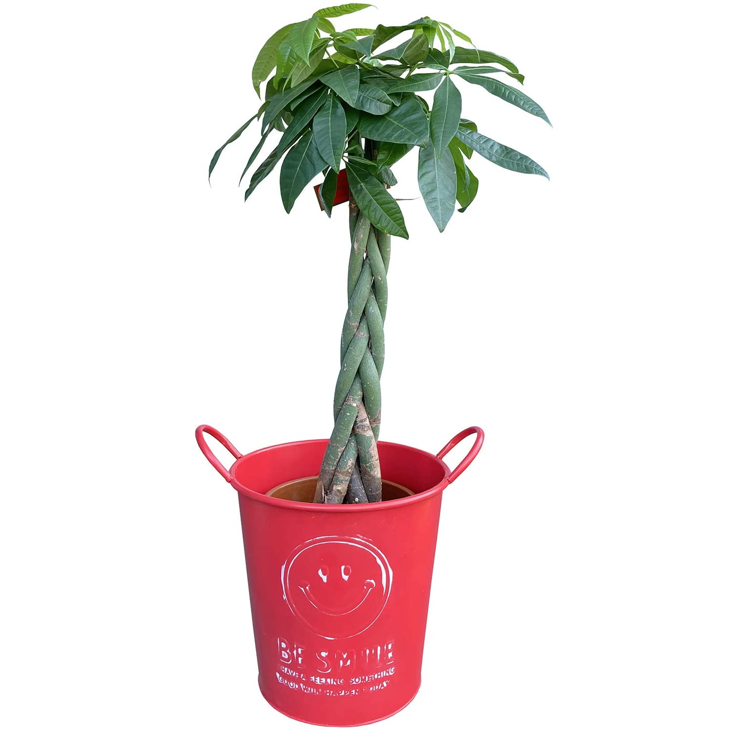大型観葉植物　パキラ　福岡、佐賀、長崎、熊本 パキラ 観葉植物 本物 おしゃれ ぱきら 7号 大型 観葉 植物 | 観葉植物