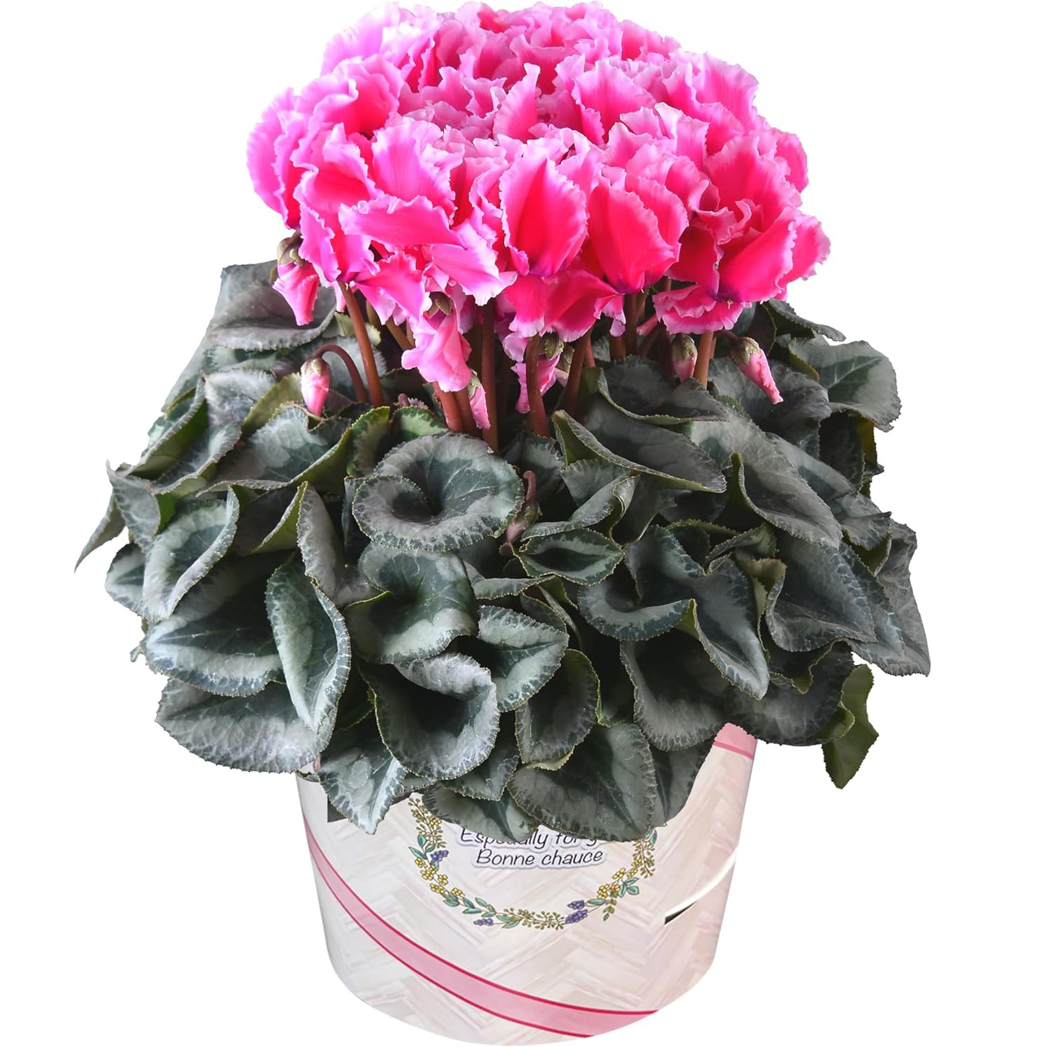  ե ץ쥼  ȭ ȭ  6ȭ åץ ԥ