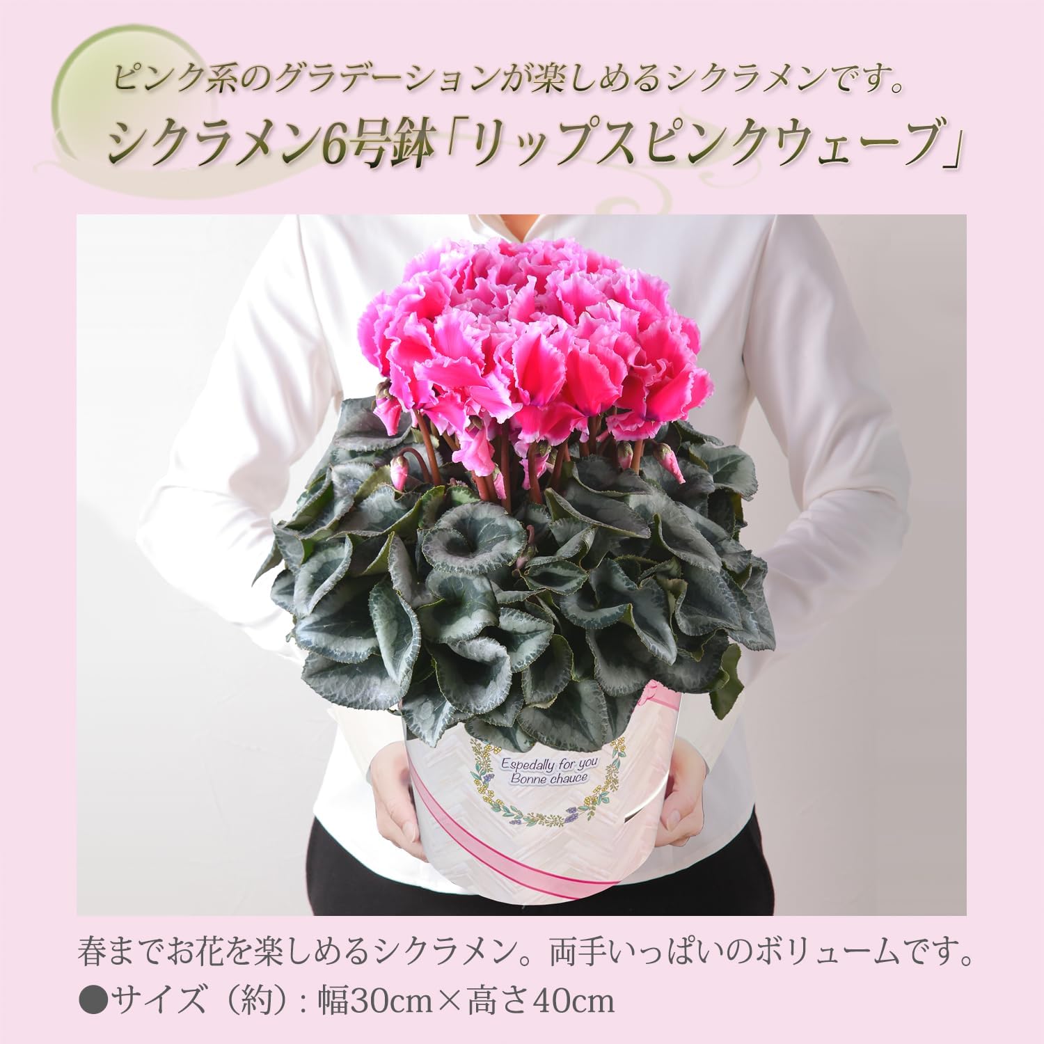  ե ץ쥼  ȭ ȭ  6ȭ åץ ԥ