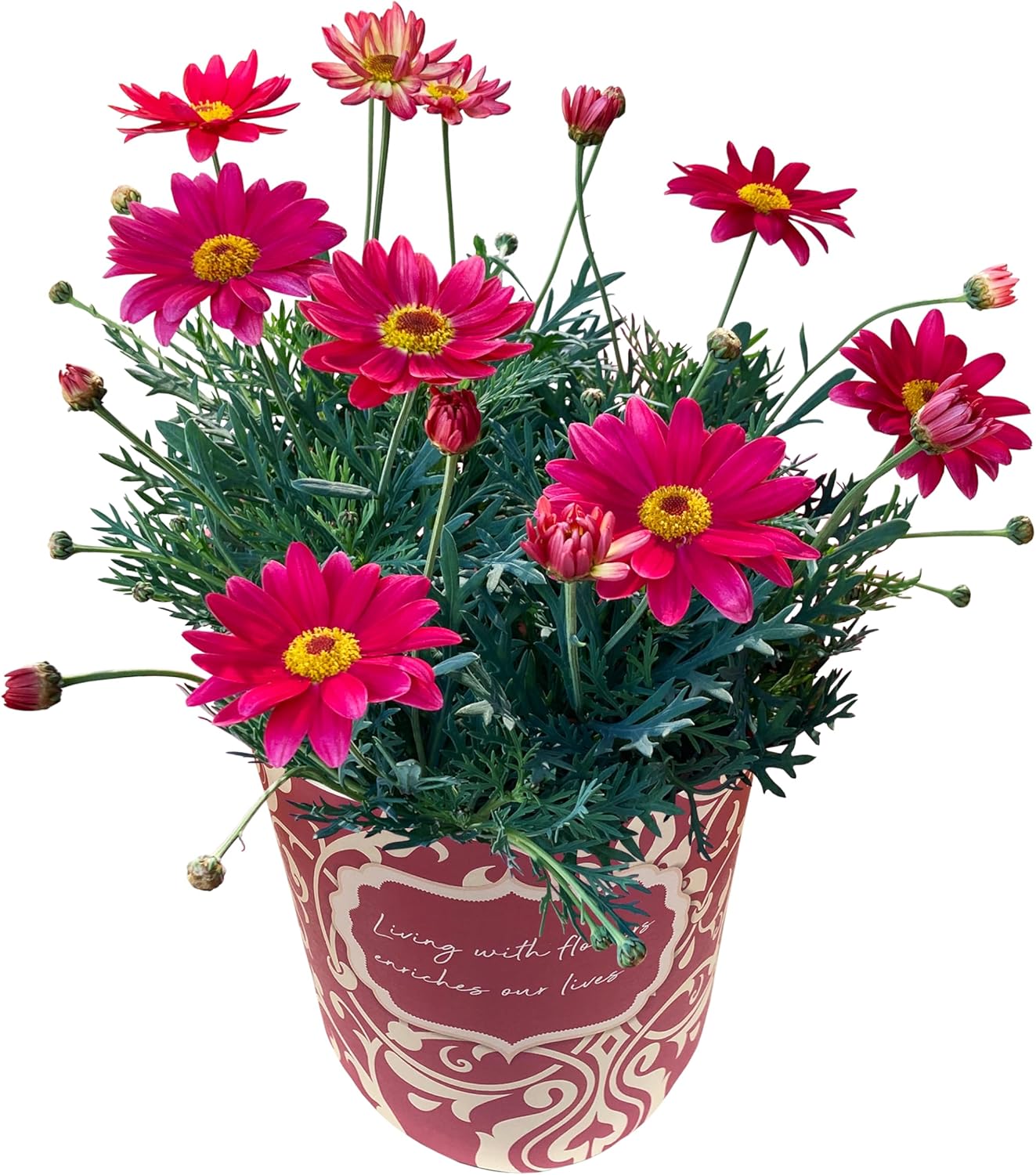 �ޡ�����åȤβ� ȭ�� ��ȭ �ޡ�����å�ȭ���� ���ե� ���ˤ� �ԥ� �ץ쥼���