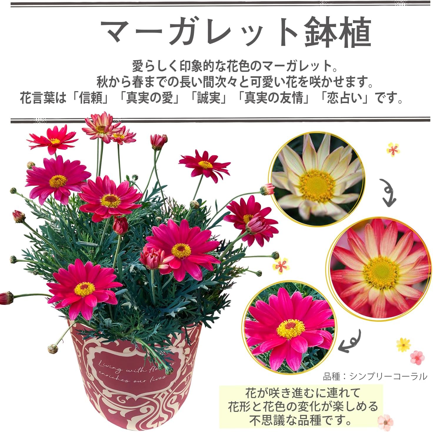 �ޡ�����åȤβ� ȭ�� ��ȭ �ޡ�����å�ȭ���� ���ե� ���ˤ� �ԥ� �ץ쥼���