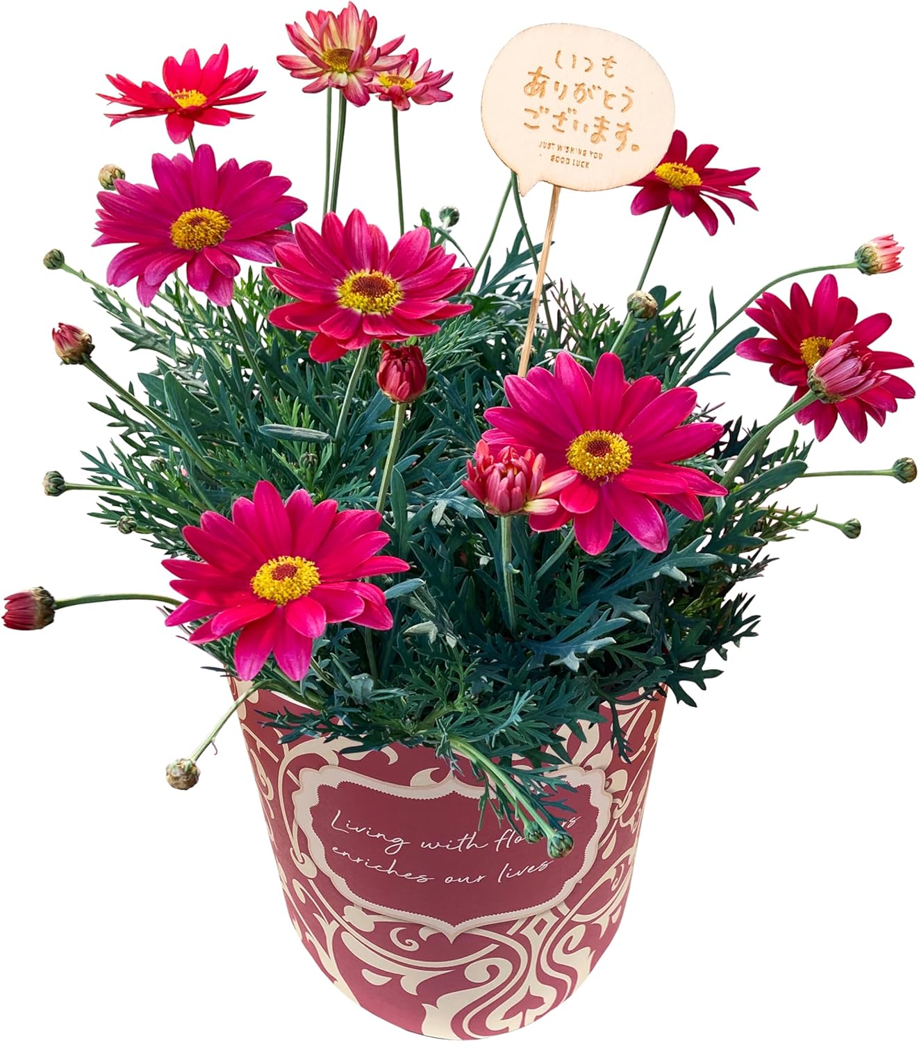 �ޡ�����åȤβ� ȭ�� ��ȭ �ޡ�����å�ȭ���� ���ե� ���ˤ� �ԥ� �ץ쥼���