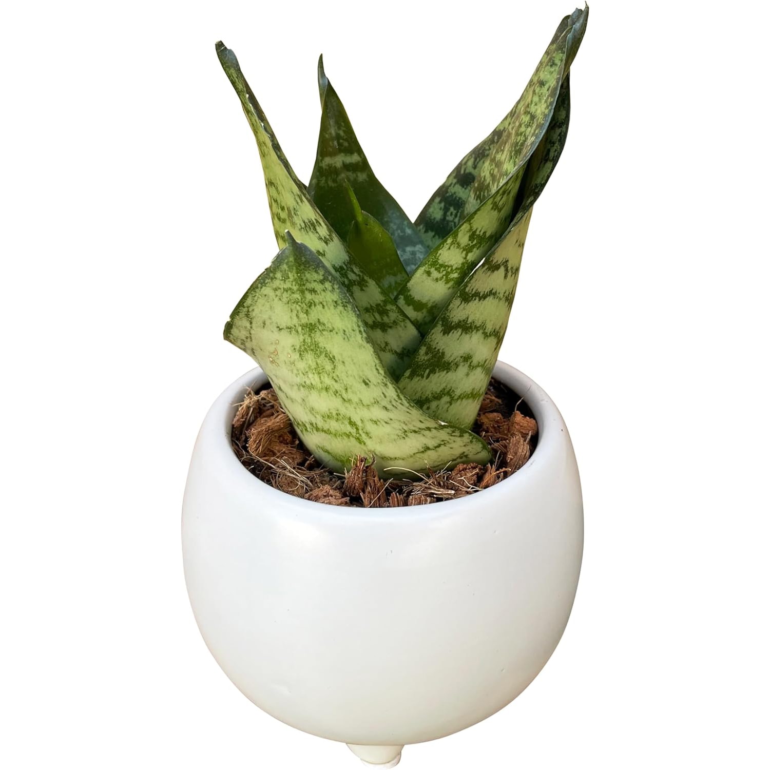 サンスベリア 観葉植物 本物 ミニ サンセベリア 植物 ミニ観葉植物