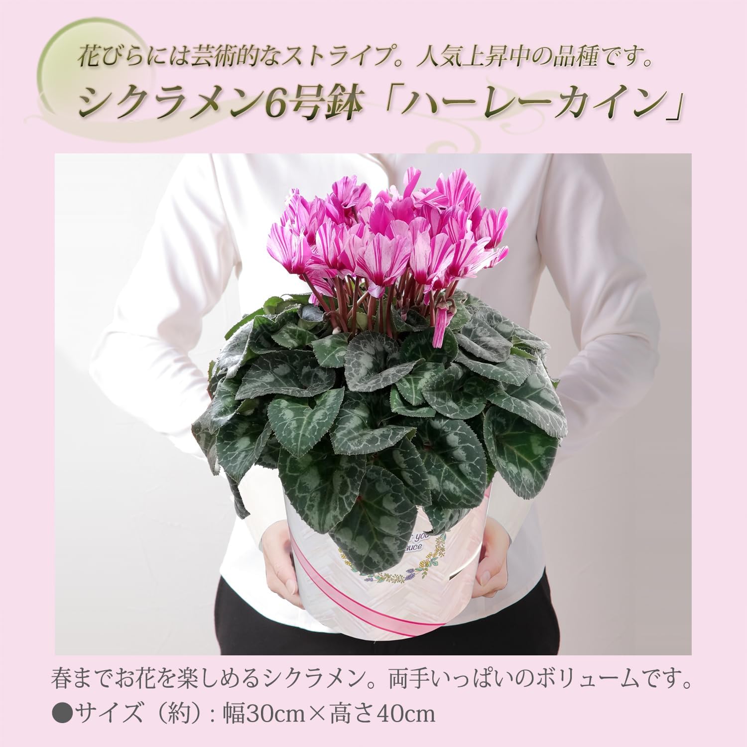 �������� ���ե� �ץ쥼��� �� ȭ���� ȭ�� ������ 6��ȭ �� �ϡ��쥫����