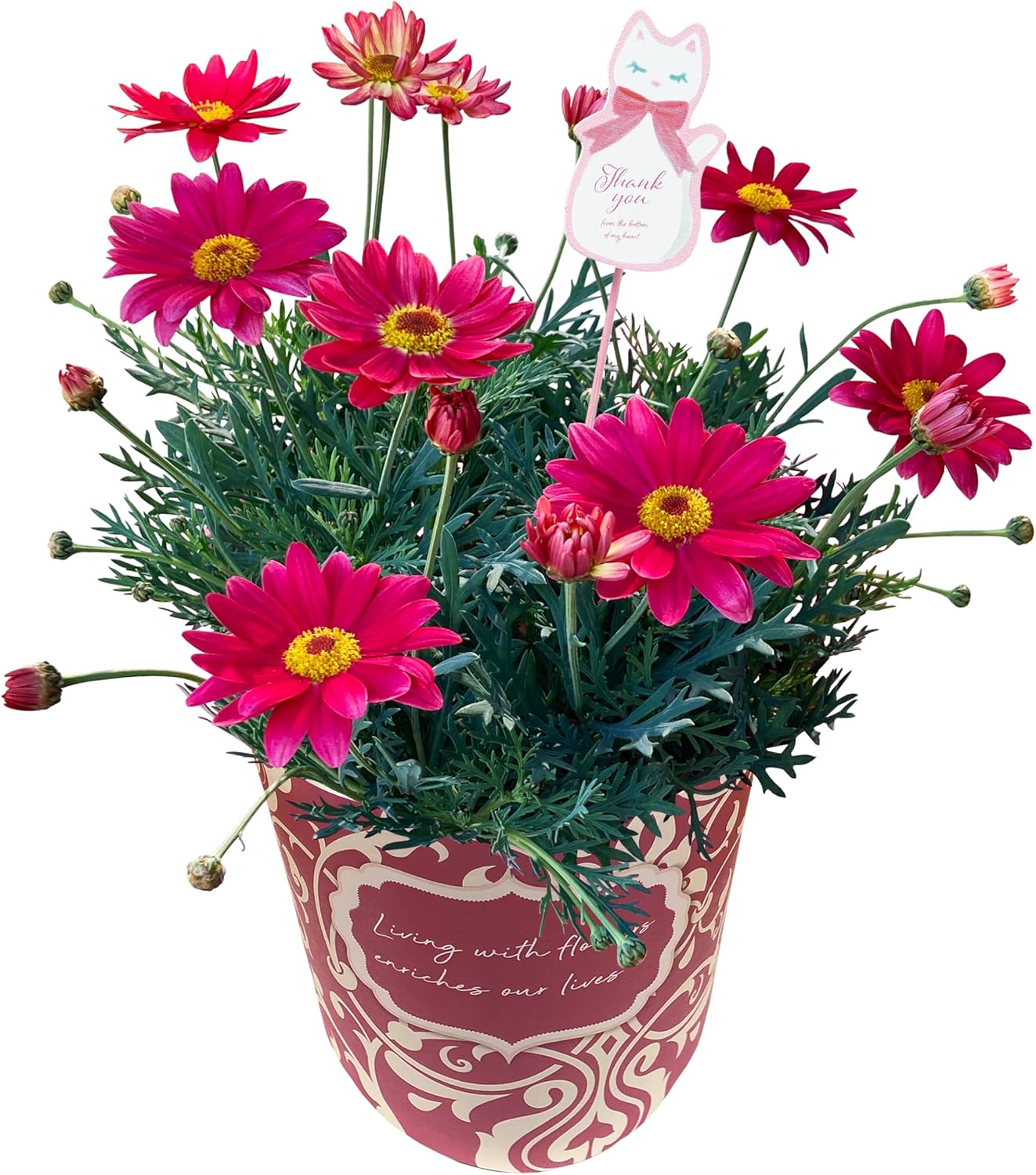 �ޡ�����åȤβ� ȭ�� ��ȭ �ޡ�����å�ȭ���� ���ե� ���ˤ� �ԥ� �ץ쥼���