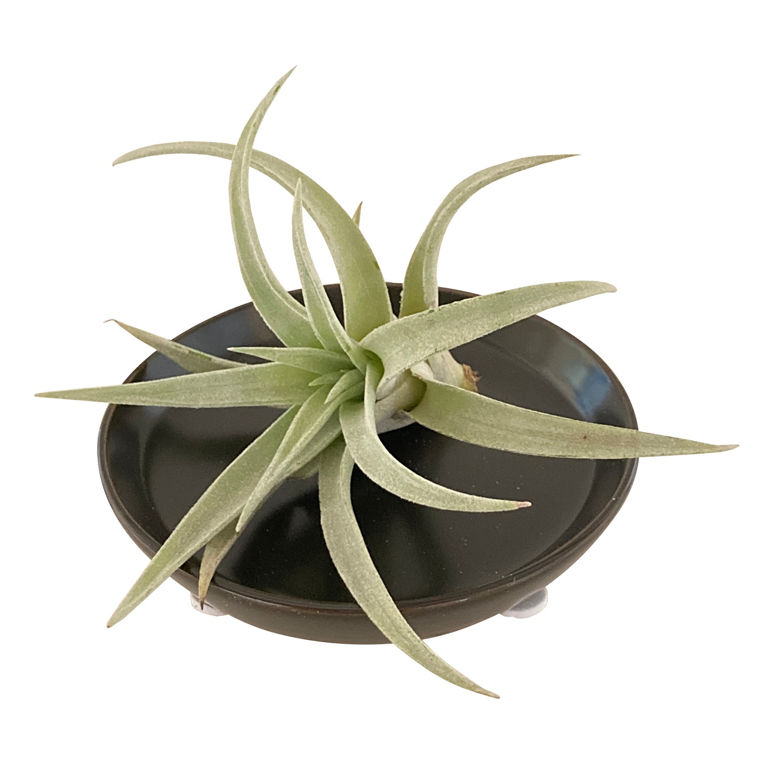 花のギフト社 エアプランツ ティランジア 皿付き 観葉植物 ギフト グリーン インテリア プレゼント ハーブも多肉も可愛い 安心と感動を送る フラワーギフト 花のギフト社 花のギフト社 エアプランツ ティランジア 皿付き 観葉植物 ギフト グリーン インテリア プレゼント ハーブも多肉も可愛い 安心と感動を送る フラワーギフト 花のギフト社