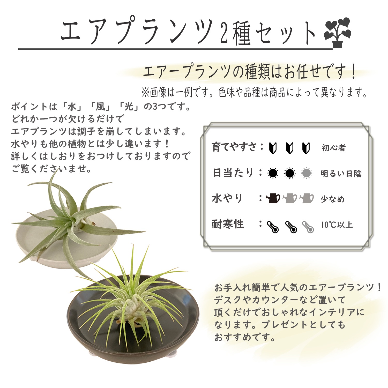 花のギフト社 エアプランツ ティランジア 皿付き 観葉植物 ギフト グリーン インテリア プレゼント ハーブも多肉も可愛い 安心と感動を送る フラワーギフト 花のギフト社 花のギフト社 エアプランツ ティランジア 皿付き 観葉植物 ギフト グリーン インテリア プレゼント ハーブも多肉も可愛い 安心と感動を送る フラワーギフト 花のギフト社