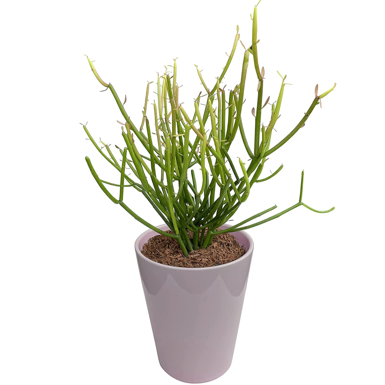 �ߥ륯�֥å��� ȭ���� ���տ�ʪ �ߥ˴��տ�ʪ ���� �ե����䡼���ƥ��å� ¿�� ���ե�