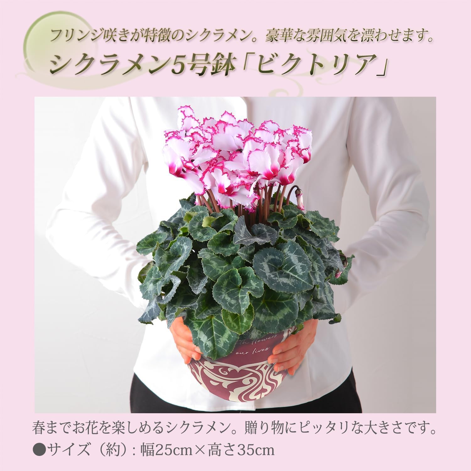 �������� ���ե� �ץ쥼��� �� ȭ���� ȭ�� ������ 5��ȭ �� �ӥ��ȥꥢ ����