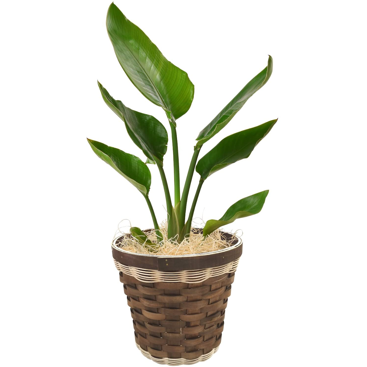 ✨インテリアに映える大きめ観葉植物✨ オーガスタ（約116cm） 観葉植物 オーガスタ インテリア グリーン 6号鉢 バスケット | 観葉