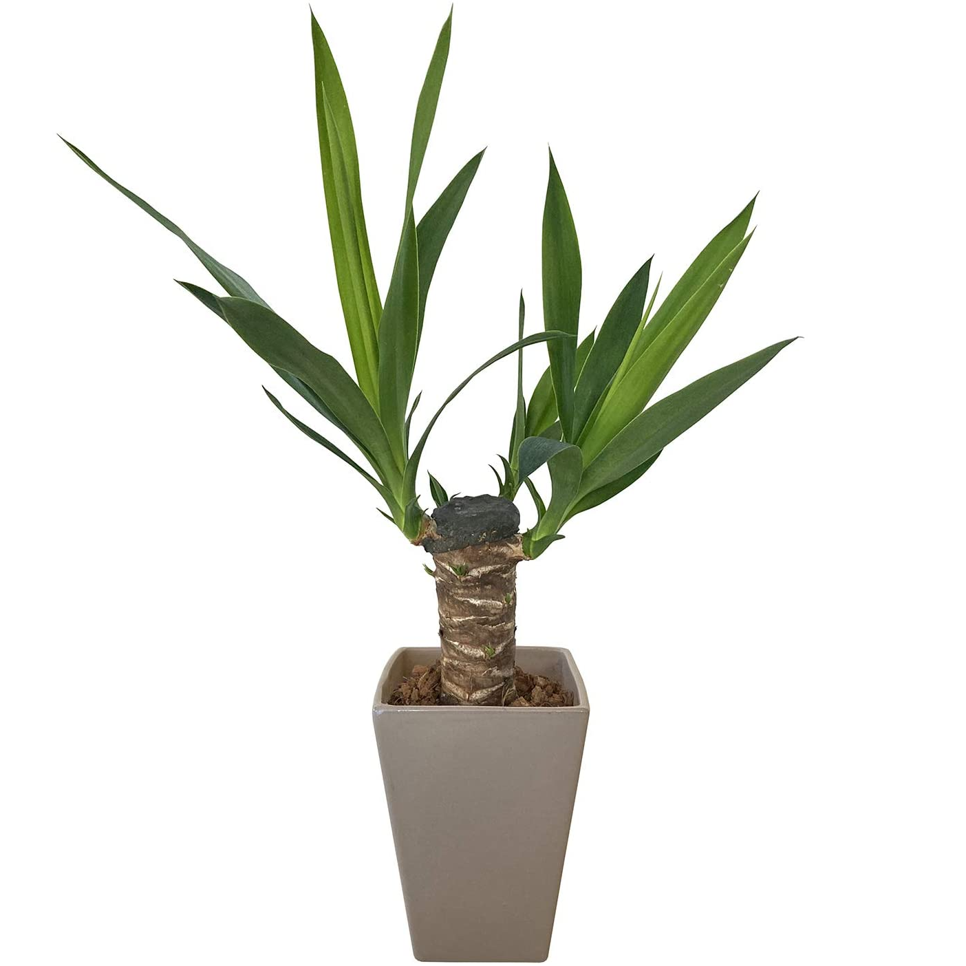 新生活 青年の木 ユッカ 4号 鉢植え 観葉植物 インテリア 陶器鉢 在宅