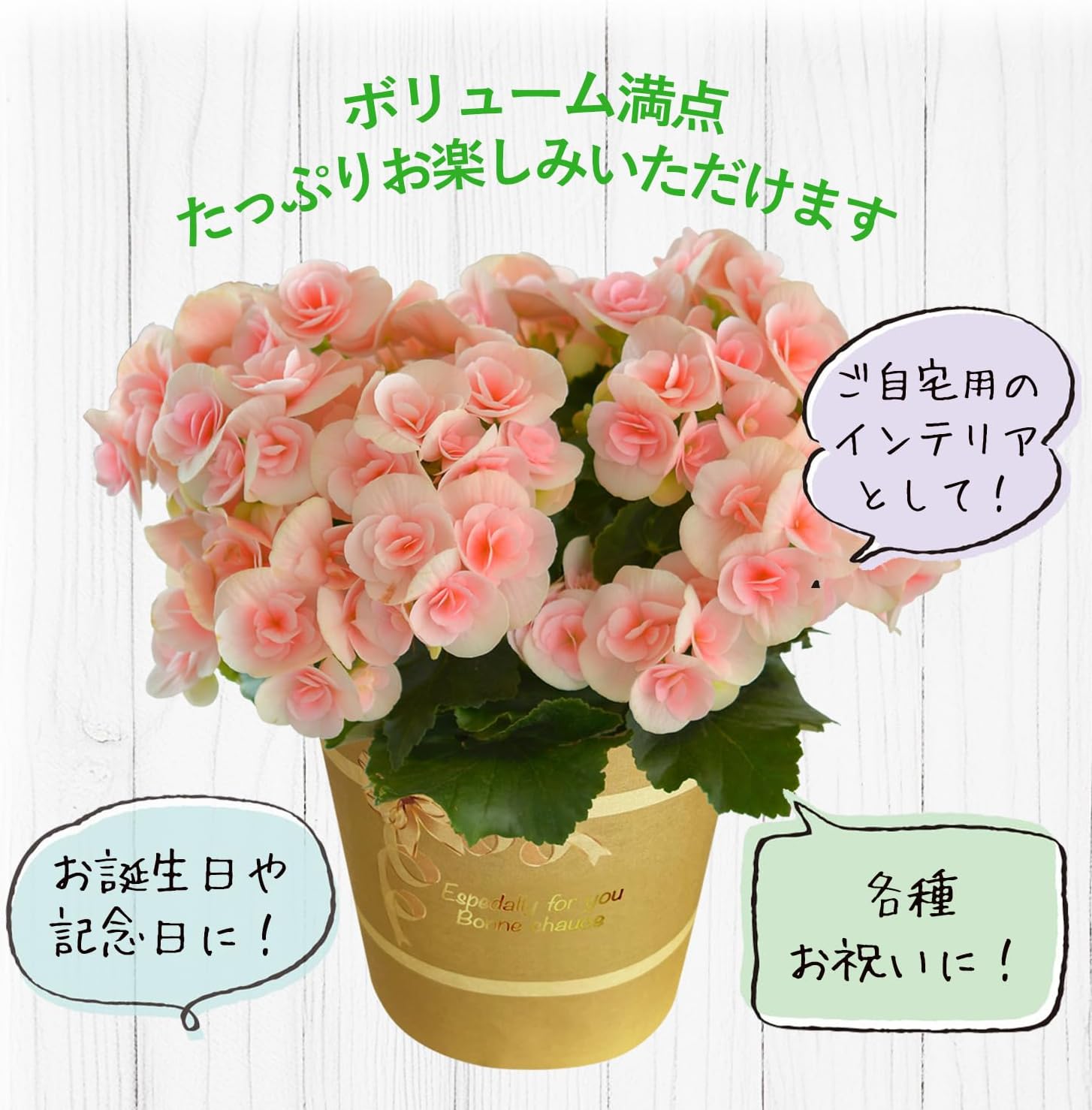 �꡼�������β� �꡼�������٥��˥� �����Ͱ� �֤ȥ������� �٥��˥� ȭ���� ȭ��