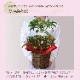 ��ξ ȭ���� �ե����ե� �� �ץ쥼��� �ߥ��ե� ���� �޽� ������