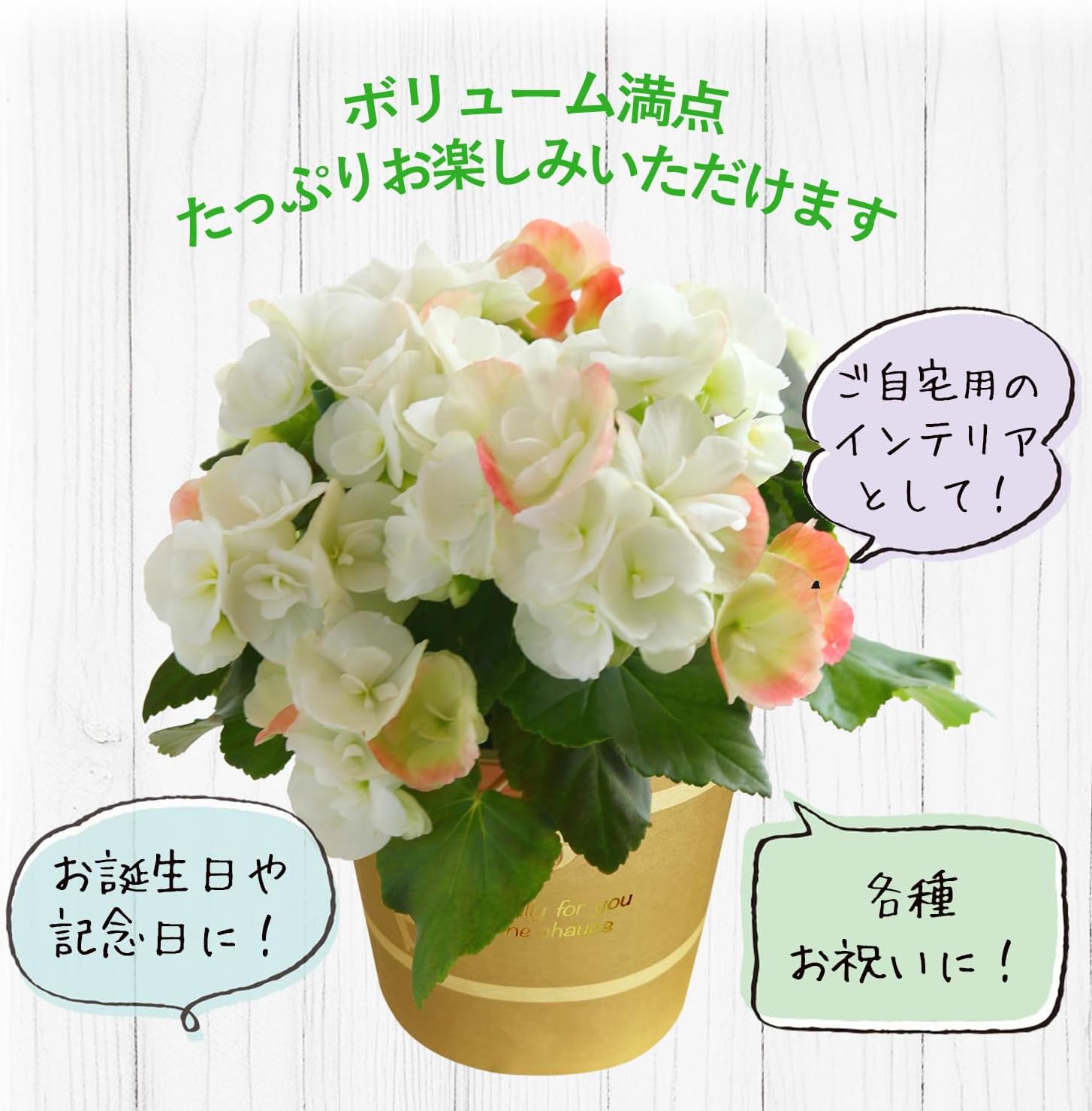 リーガースの花 リーガースベゴニア ベコニアの花 リーガース ベコニア