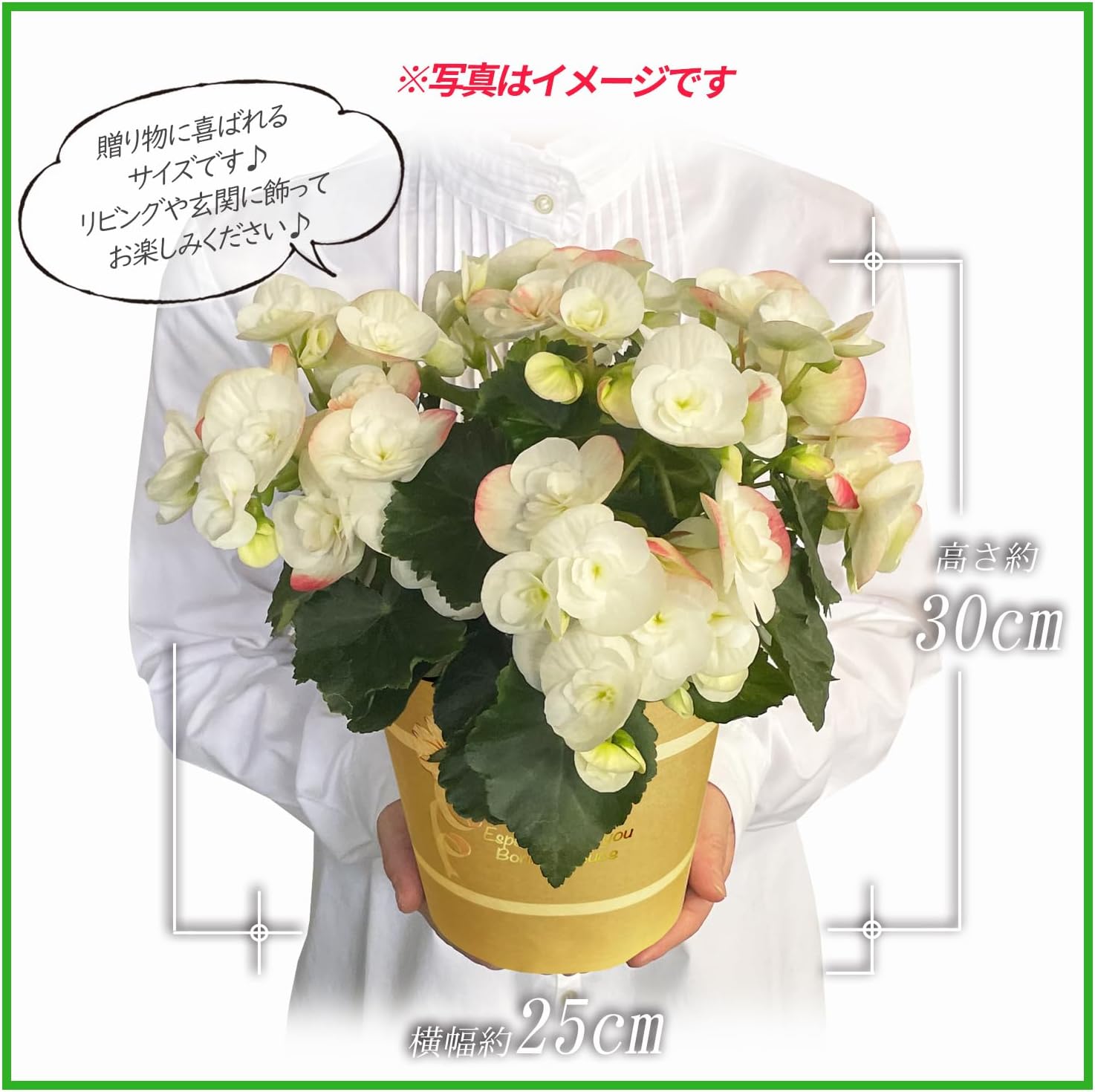 �꡼�������β� �꡼�������٥��˥� �٥��˥��β� �꡼������ �٥��˥� ȭ���� ȭ��