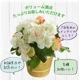 �꡼�������β� �꡼�������٥��˥� �٥��˥��β� �꡼������ �٥��˥� ȭ���� ȭ��
