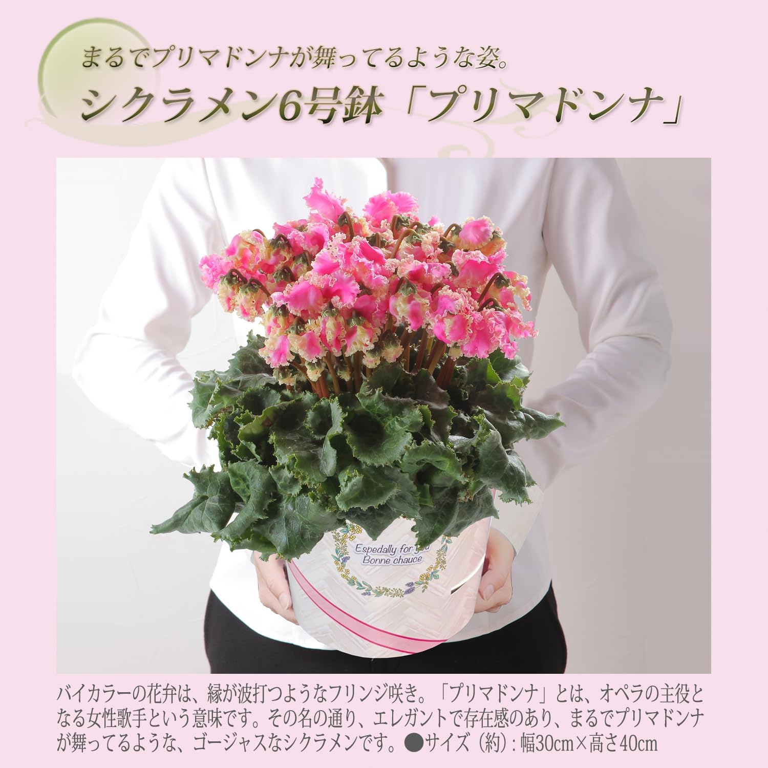 �������� ���ե� �ץ쥼��� �� ȭ���� ȭ�� ������ 6��ȭ �ץ�ޥɥ�ʥ������