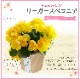 �꡼������ �٥��˥� �� ���ե� ������ �ץ쥼��� �꡼�������٥��˥� ȭ�� ��ȭ