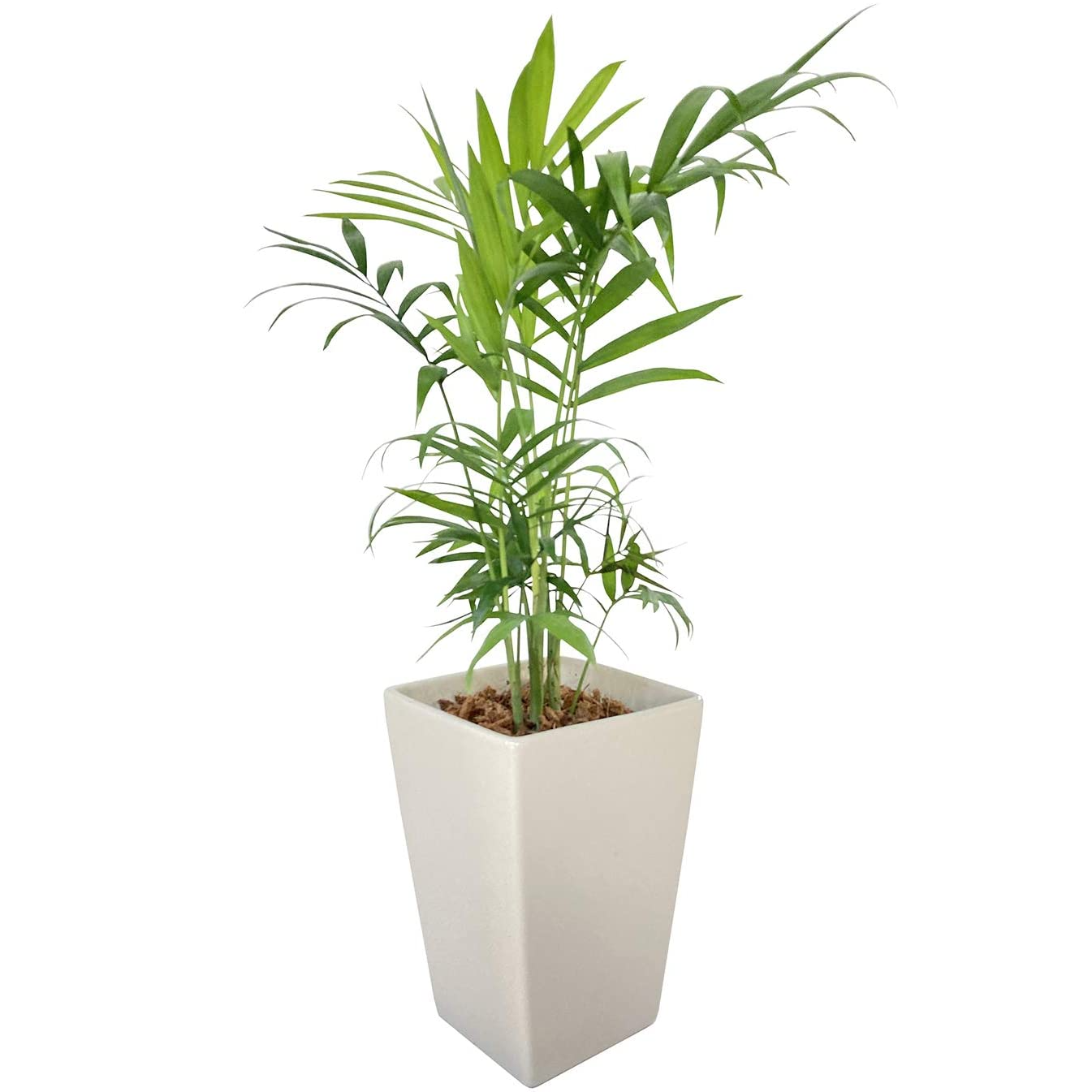 ヤシ 本物 テーブルヤシ 陶器 鉢植え 観葉植物 インテリア オシャレ