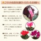 ���� ưʪ �ߥ˥������� ȭ�� �ե����ե� �� �ץ쥼��� �ߥ��ե� ���� 3��