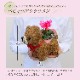 ���� ưʪ �ߥ˥������� ȭ�� �ե����ե� �� �ץ쥼��� �ߥ��ե� ���� 3��