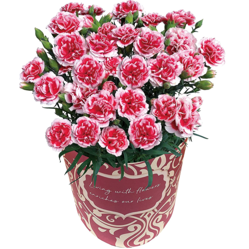 �����͡������ �������ۥ��å� ����� �ץ쥼��� ȭ���� 5��ȭ ��ȭ ȭ��