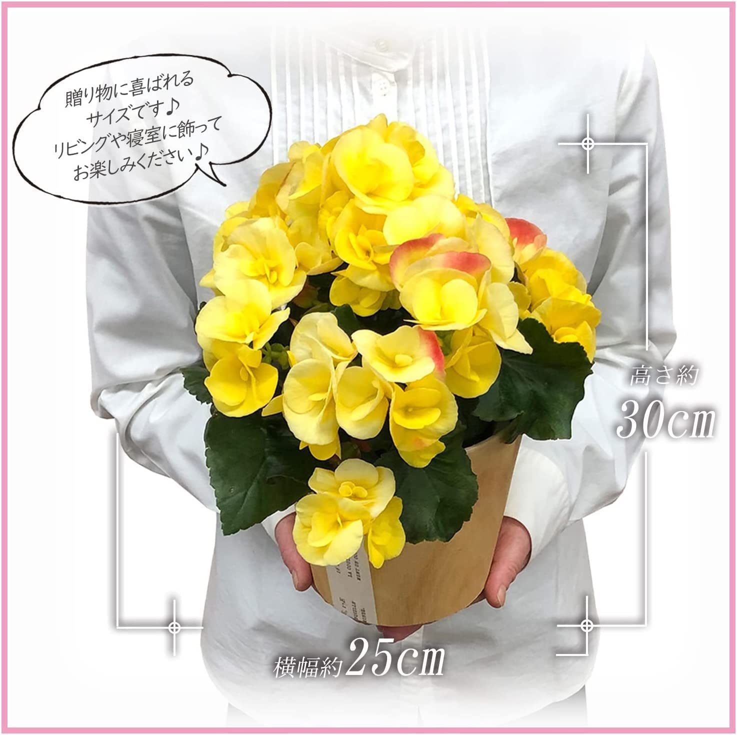�꡼������ �٥��˥� �� ���ե� ������ �ץ쥼��� �꡼�������٥��˥� ȭ���� ��ȭ