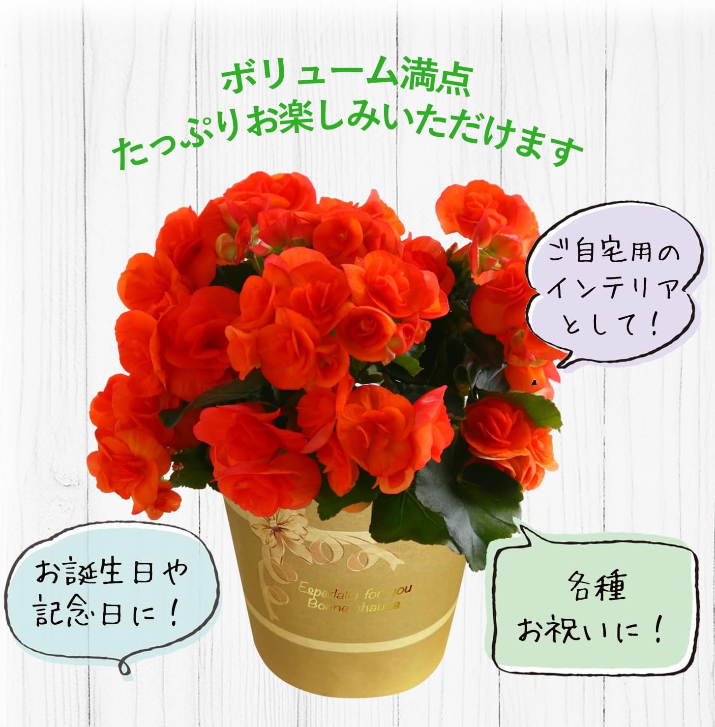 �꡼�������β� �꡼�������٥��˥� �٥��˥��β� �꡼������ �٥��˥� ȭ���� ȭ��