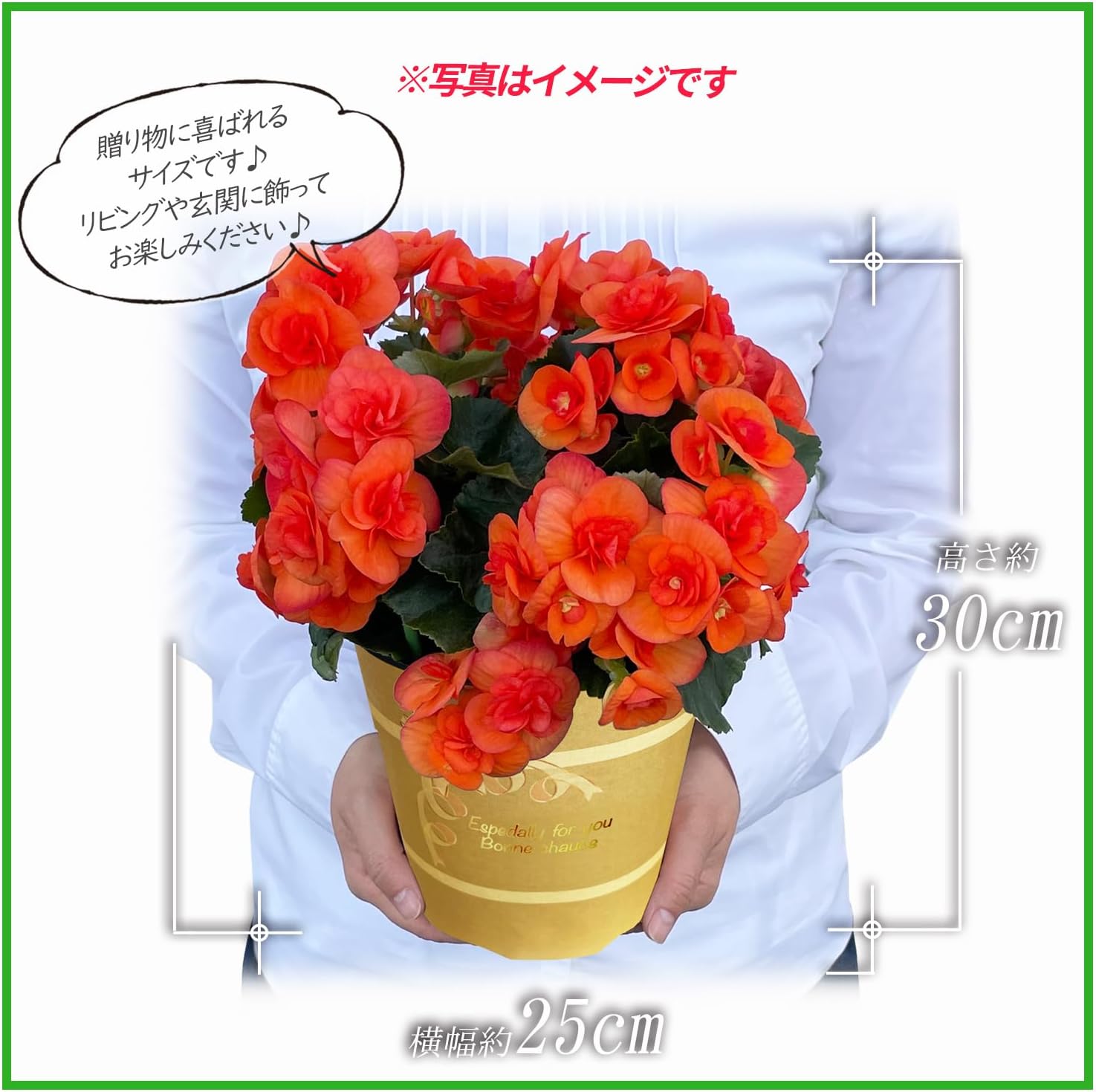 �꡼�������β� �꡼�������٥��˥� �٥��˥��β� �꡼������ �٥��˥� ȭ���� ȭ��
