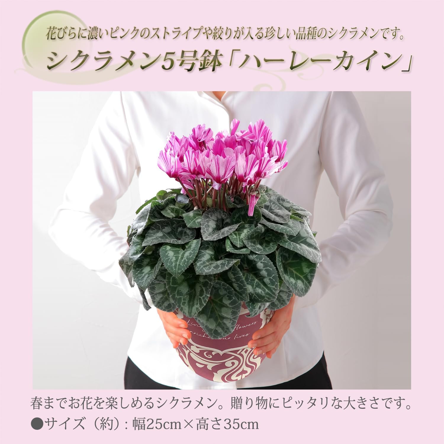 �������� ���ե� �ץ쥼��� �� ȭ���� ȭ�� ������ 5��ȭ �� �ϡ��쥫����