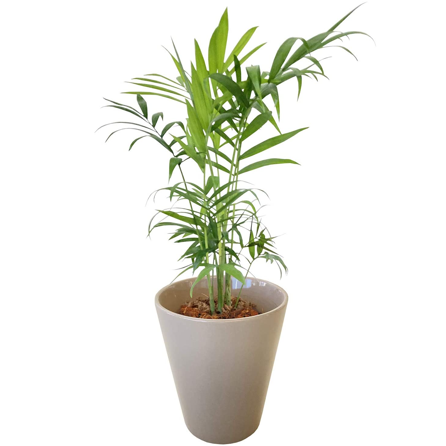 テーブルヤシ ヤシ 陶器 鉢植え 観葉植物 インテリア 在宅ワーク 背景 癒し グレー 観葉植物 おしゃれな観葉植物 安心と感動を送る フラワーギフト 花のギフト社