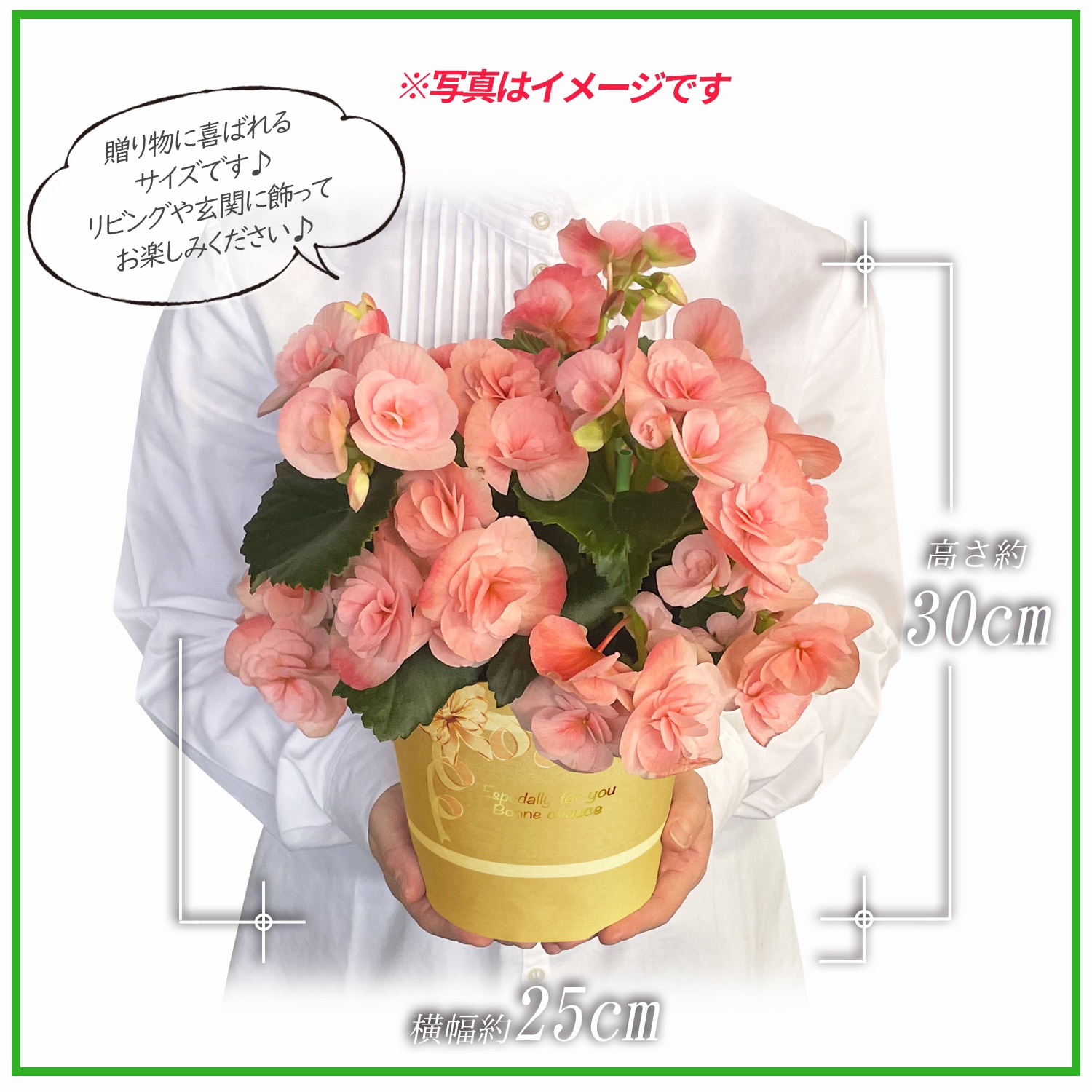 �꡼�������β� �꡼�������٥��˥� �٥��˥��β� �꡼������ �٥��˥� ȭ���� ȭ��