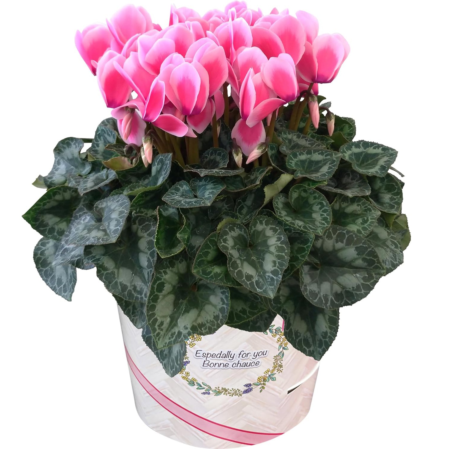  ե ץ쥼  ȭ ȭ  6ȭ åץ ԥ