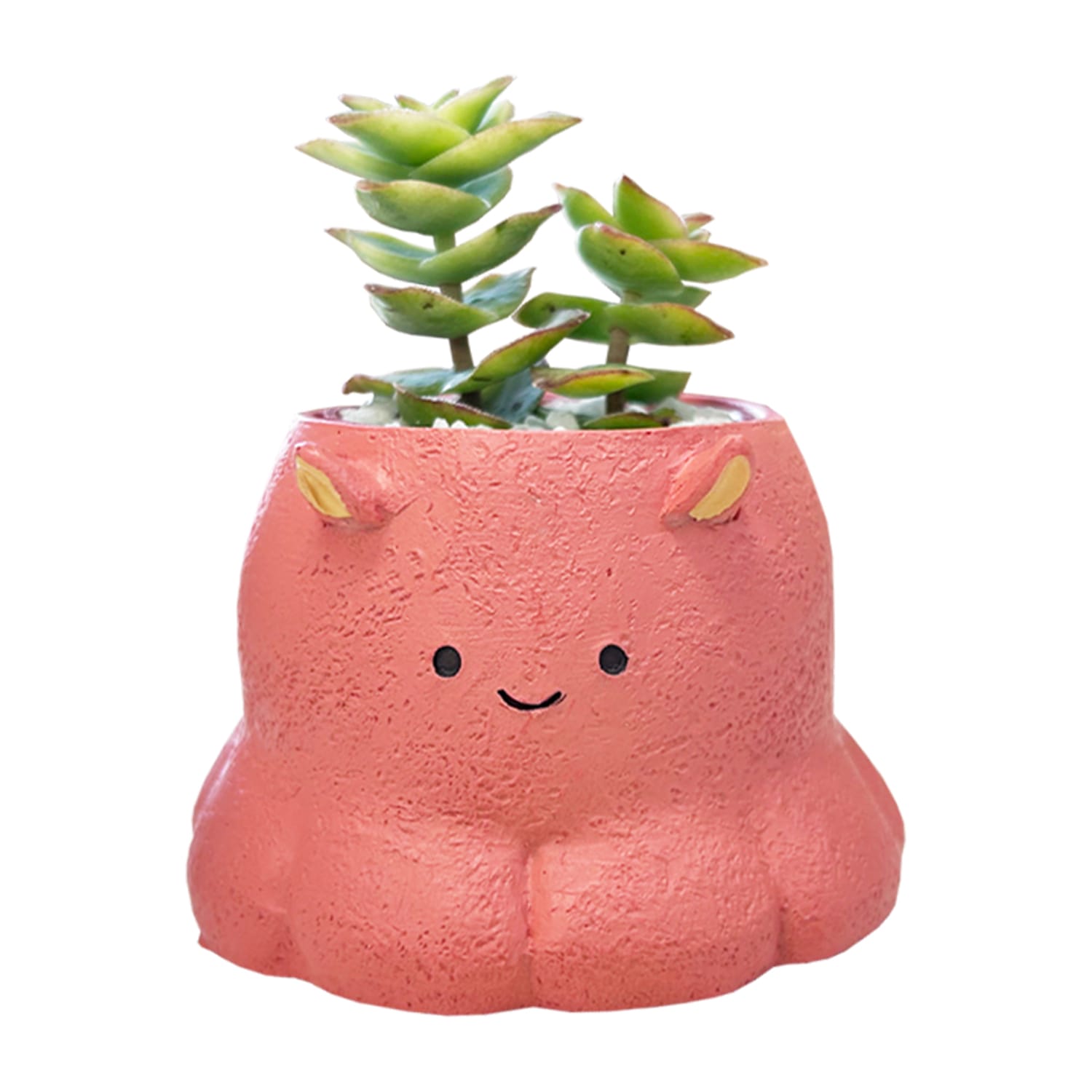 ¿����ʪ ����ƥꥢ ���տ�ʪ ���ե� ������ �ߥ˥����� �ץ����ե� ¿��