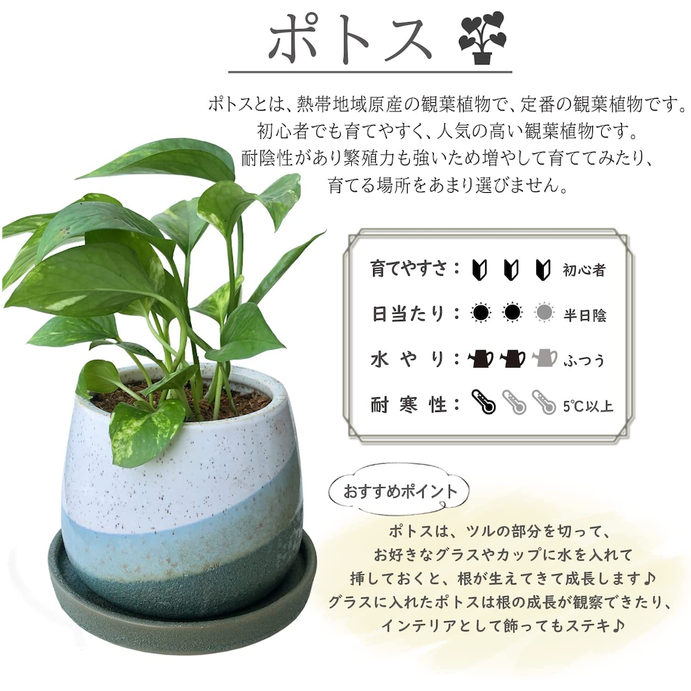 ݥȥ ʪߥ˴ տʪ  ƫ ȭ ƥꥢ Ŀ  ꡼