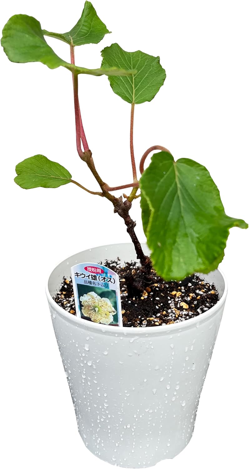 ������ȭ���� ���������� �������ե롼�Ĥ��� ȭ���� �ե롼�Ĥ��� �ȥ�� ͺ��