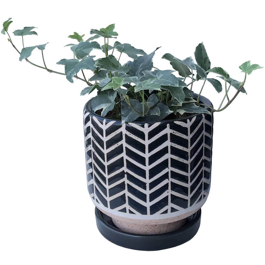 アイビー 本物 陶器 鉢植え 観葉植物 インテリア グリーン 植物 ギフト