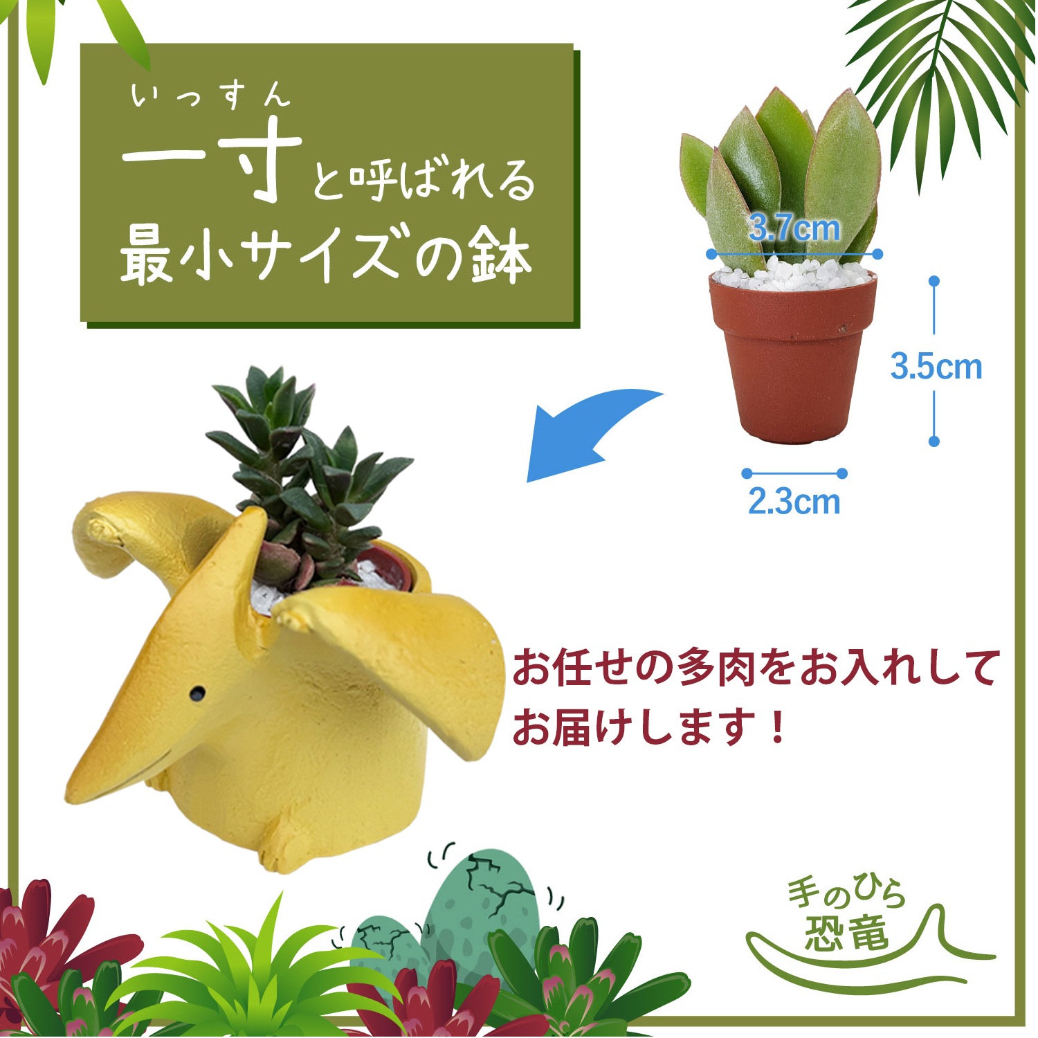 ¿����ʪ ¿�� ��ε ��ȥ붲ε ���ե� �ץƥ�Υɥ� ������ ���襤�� ����ƥꥢ �ץ����ե�