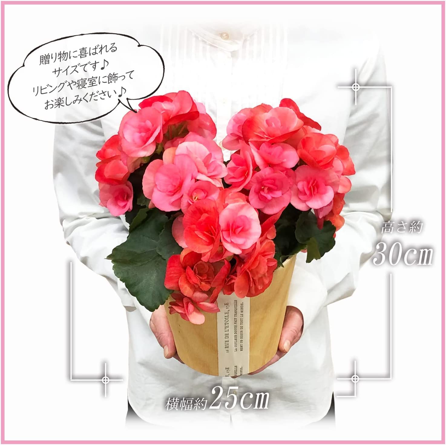 �꡼������ �٥��˥� �� ���ե� ������ �ץ쥼��� �꡼�������٥��˥� ȭ�� �ֿ���