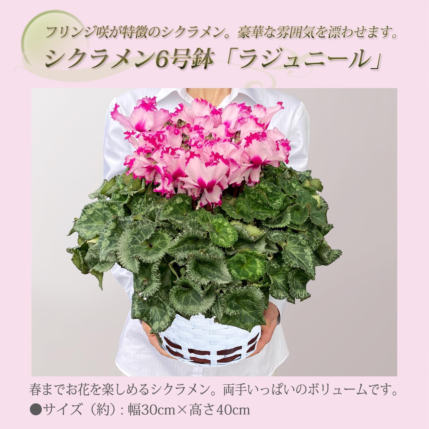 �������� ���ե� �ץ쥼��� �� ȭ���� ȭ�� ������ 6��ȭ �� �饸��ˡ���