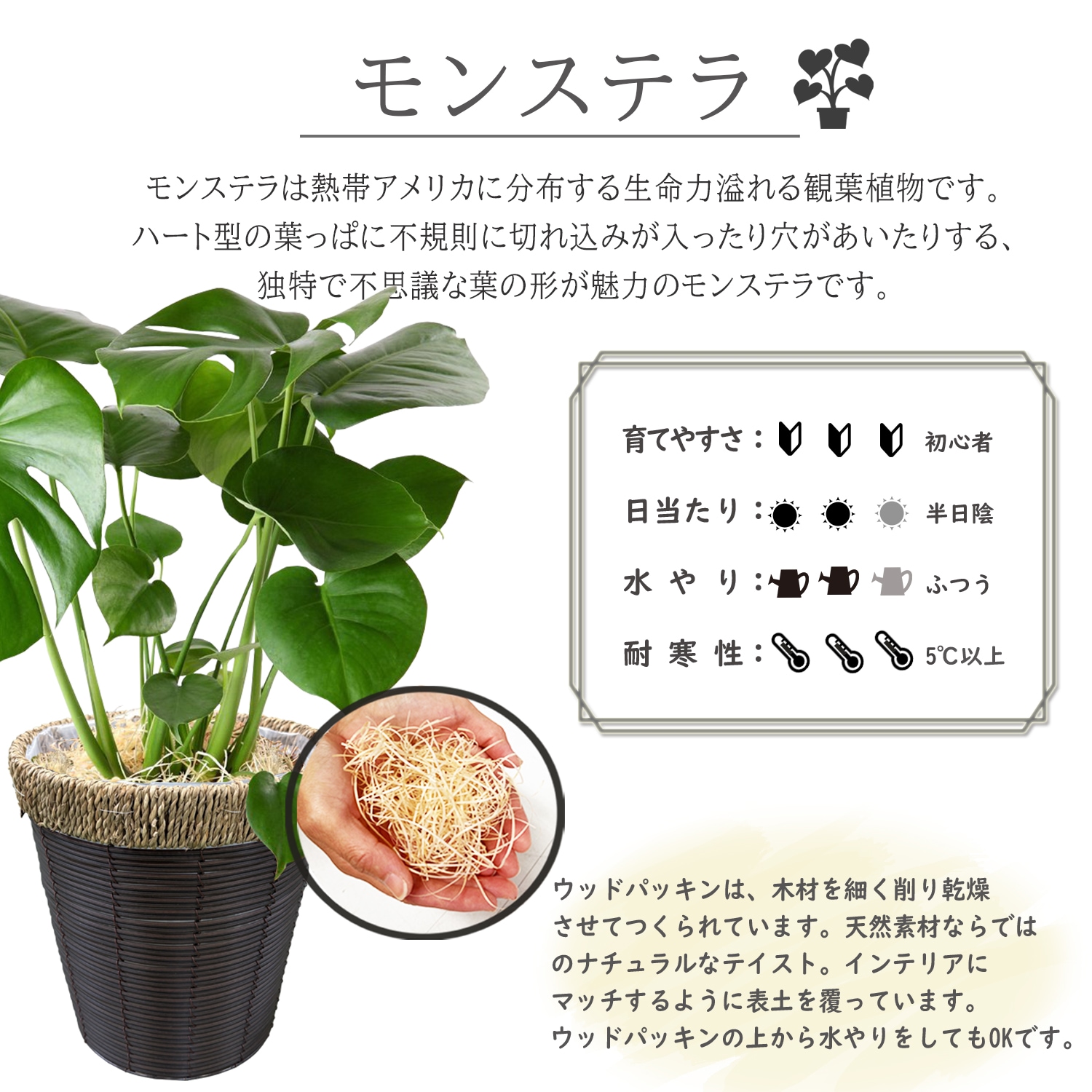 モンステラ 鉢植え もんすてら 観葉 植物 6号 観葉植物 室内用 本物