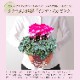 �������� ���ե� �ץ쥼��� �� ȭ���� ȭ�� ������ 5��ȭ ����ǥ����� �ԥ�